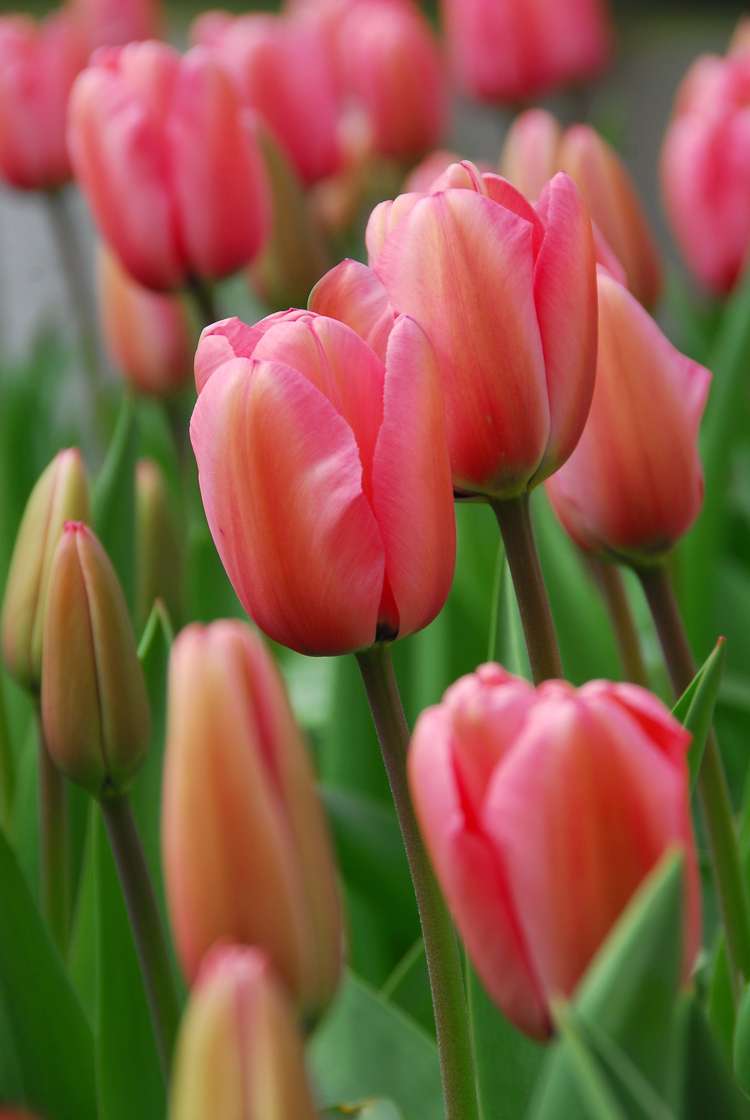 Tulpe 'Pink Impression'